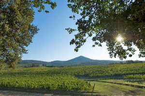 Urlaub für Weinkenner Castagnetto Carducci