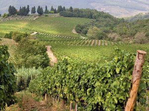 Weinberge in Chianti