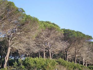 Pinienwald in Follonica