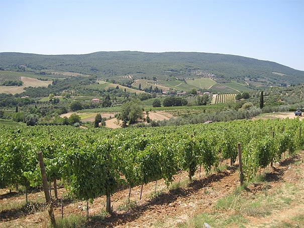 Weingüter bei San Gimignano