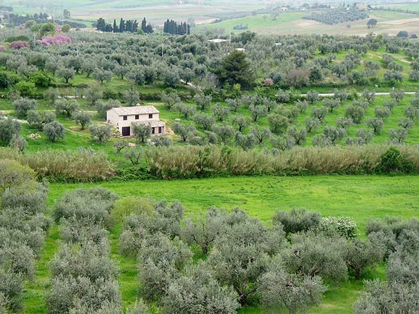 Landschaft der Maremma bei Magliano