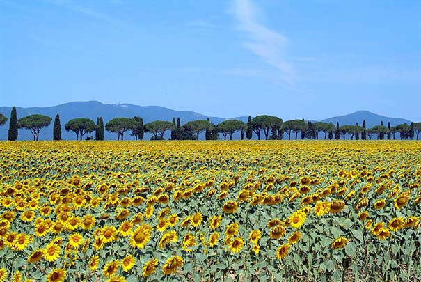 Sonnenblumenfeld in der Maremma