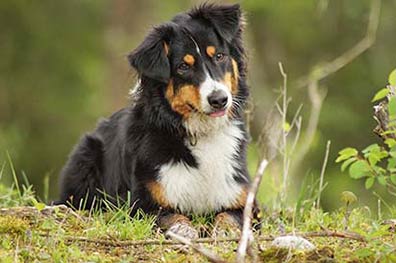 Ferienhaus in der Toskana für Urlaub mit Hund finden