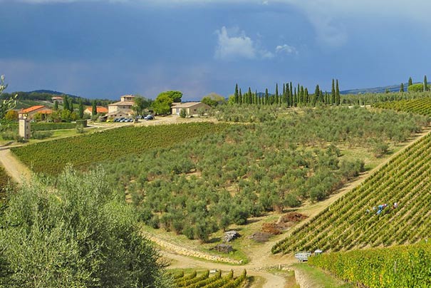 Weinberge im Chianti