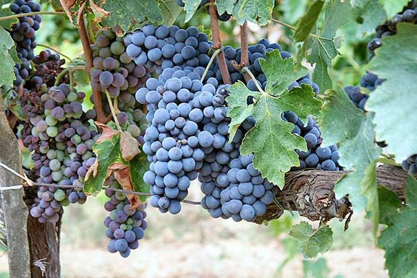 die Sangiovese