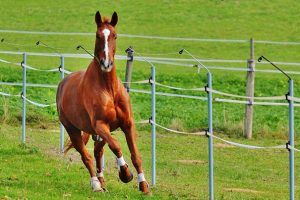 Reiten in der Toskana