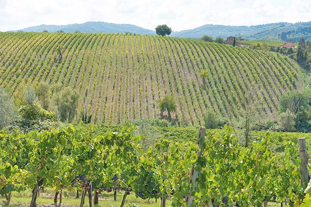 Weinberge im Chianti