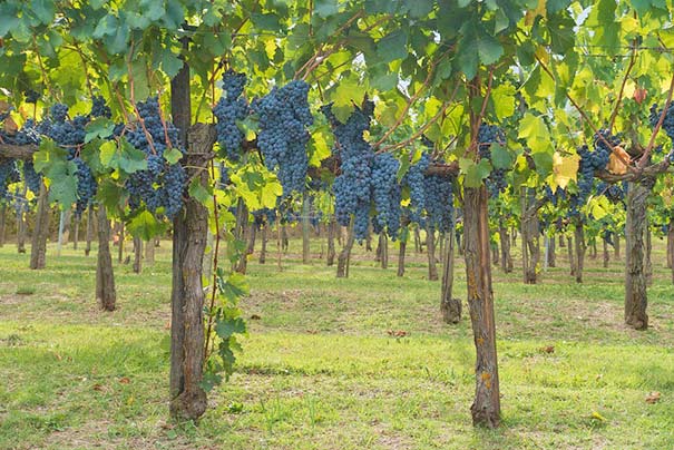 Weinanbau im Chianti