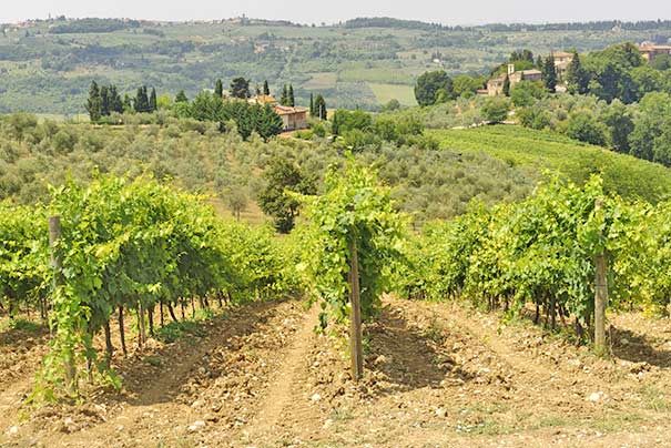 Weinanbau im Chianti