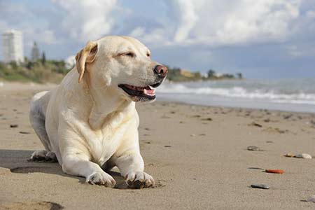 Ferienhäuser für Urlaub mit Hund in Cecina