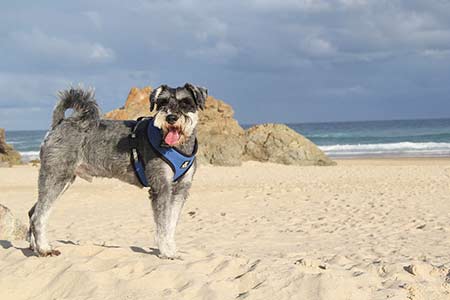 Ferienhäuser für Urlaub mit Hund in Follonica