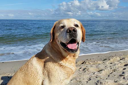 Ferienhäuser für Urlaub mit Hund auf Monte Argentario