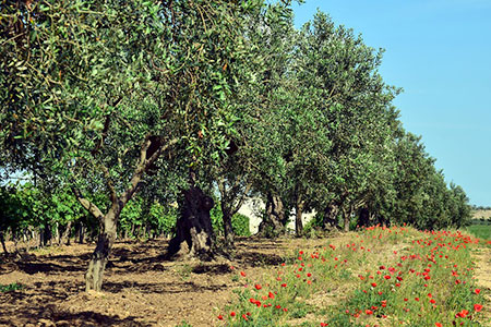 Agriturismo & Urlaub auf dem Bauernhof in Castiglione della Pescaia