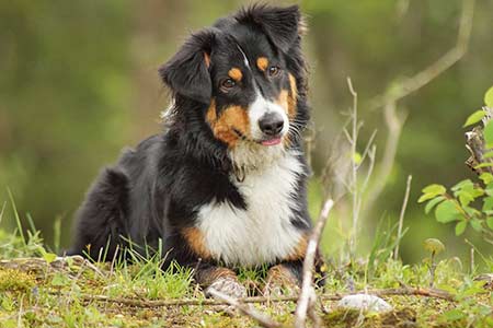 Ferienhäuser für Urlaub mit Hund in Arezzo