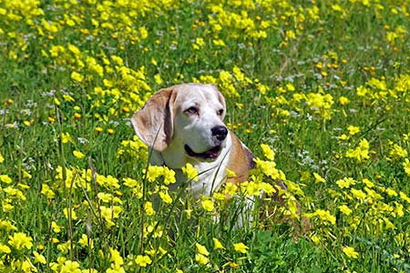 Ferienhäuser für Urlaub mit Hund in Massa Marittima