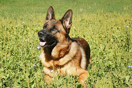 Ferienhäuser für Urlaub mit Hund in Cortona