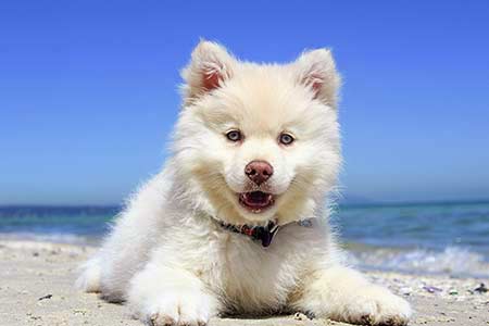 Ferienhäuser für Urlaub mit Hund in Orbetello