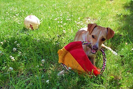 Ferienhäuser für Urlaub mit Hund in San Gimignano