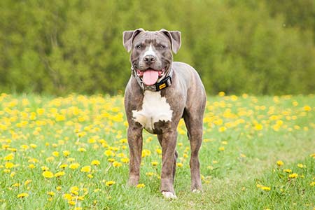 Ferienhäuser für Urlaub mit Hund im Mugello