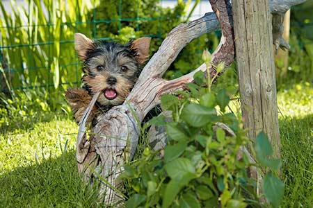 Ferienhäuser für Urlaub mit Hund in Montepulciano