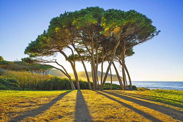 Seekiefer nahe dem Strand in Piombino